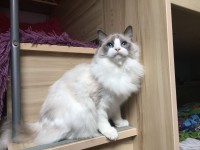 /album/fotogalerie-kocka/ibi-helion-cz-jpg2/